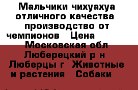 Мальчики чихуахуа отличного качества, производство от чемпионов › Цена ­ 25 000 - Московская обл., Люберецкий р-н, Люберцы г. Животные и растения » Собаки   